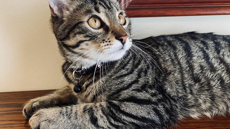 У главного кота Львова появился блог в Instagram