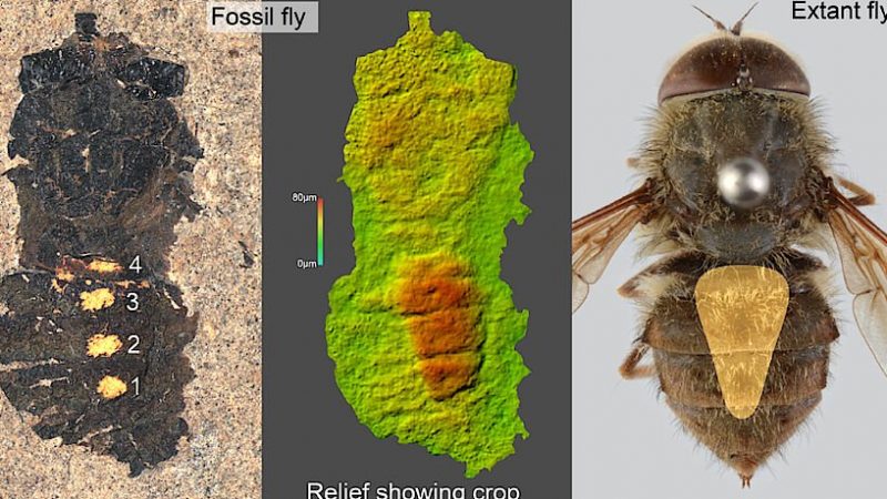 Ученые впервые исследовали содержимое желудка мухи возрастом 47 млн лет: фото