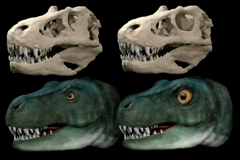 Ученые: тираннозавры пожертвовали глазами ради мощных челюстей