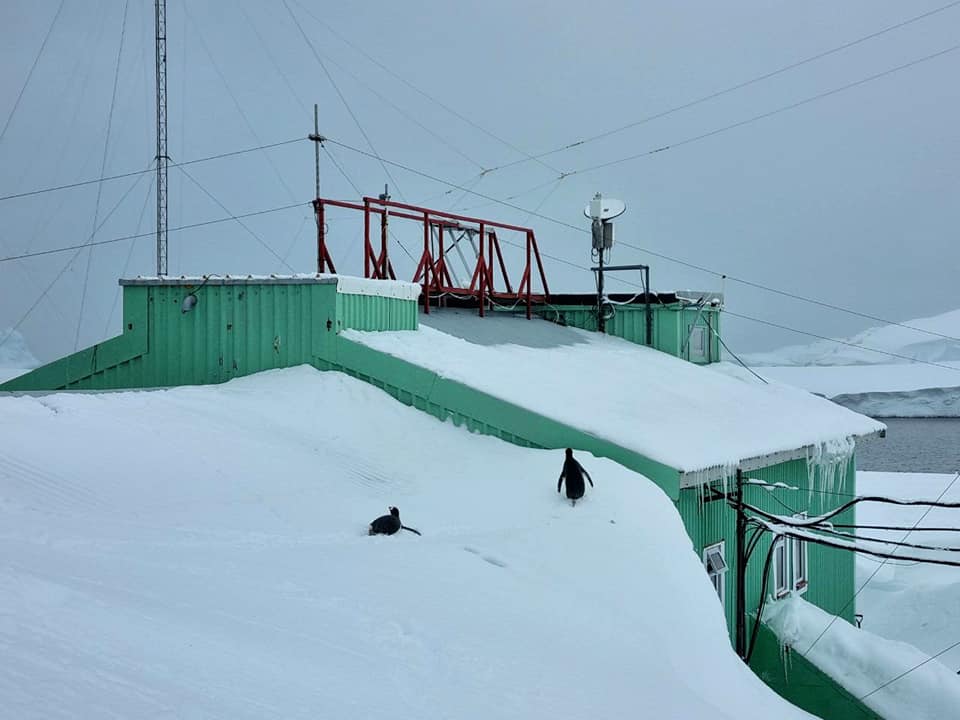 На украинской станции в Антарктиде намело столько снега, что пингвины ходят по крыше: фото