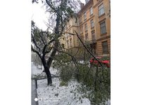 У Львові внаслідок негоди впало понад сто дерев - міськрада