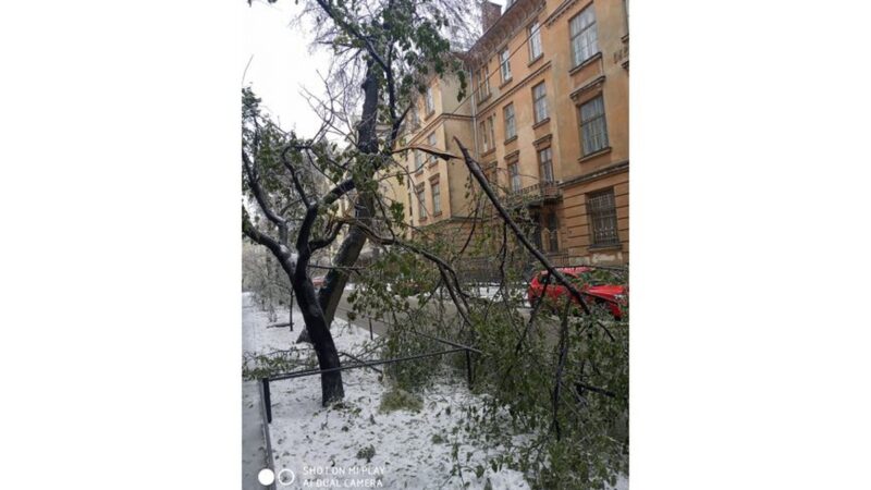 У Львові внаслідок негоди впало понад сто дерев – міськрада