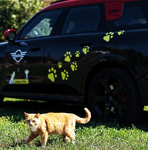 MINI лапки для великих справ: MINI Україна та Happy Paw відбудовуватимуть притулки для безхатніх тварин - MINI